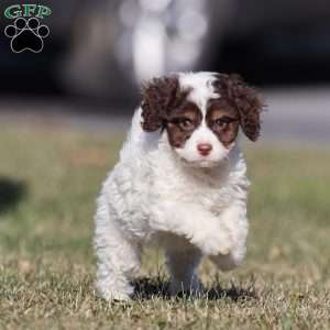Snickerdoodle, Cavapoo Puppy